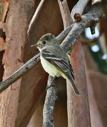 Least Flycatcher by tombenson76 is licensed under CC BY-NC-ND 2.0.